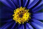 flowers-blue.jpg